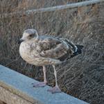 Cambria_0198 (November 05, 2011)